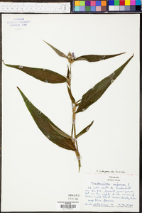 Tradescantia subaspera image