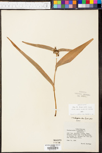 Tradescantia subaspera image