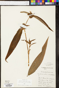 Tradescantia subaspera image