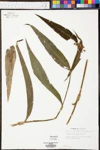 Tradescantia subaspera image