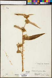 Tradescantia subaspera image