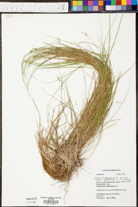 Carex atlantica subsp. capillacea image