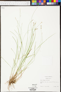 Carex atlantica subsp. capillacea image