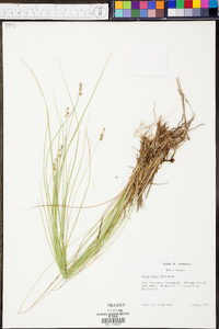 Carex atlantica subsp. capillacea image