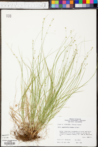 Carex appalachica image