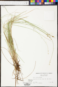 Carex atlantica subsp. atlantica image