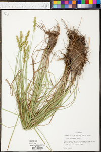 Carex atlantica subsp. atlantica image