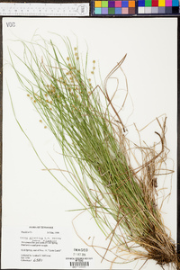 Carex atlantica subsp. atlantica image