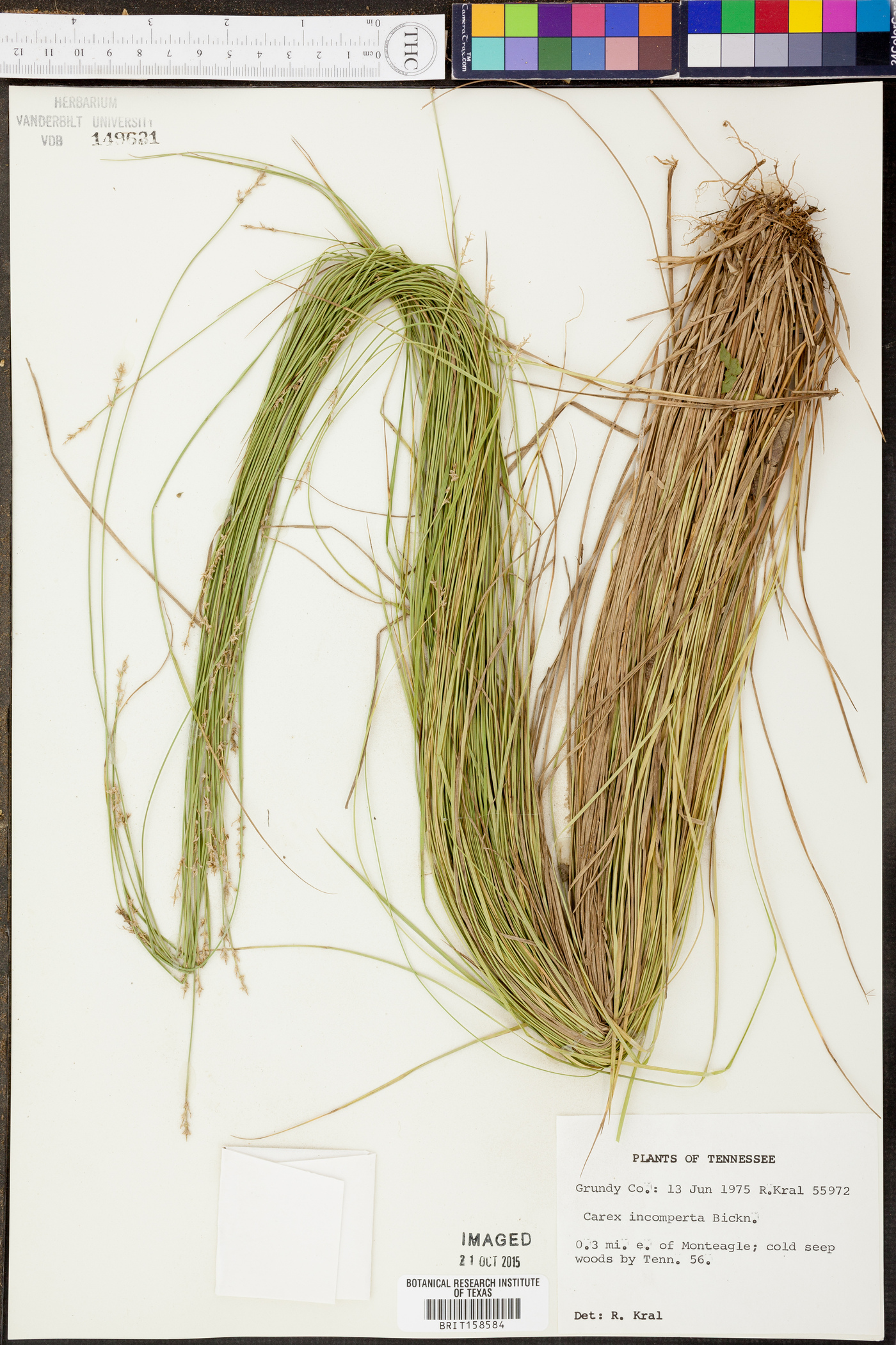 Carex atlantica subsp. atlantica image