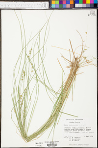 Carex atlantica subsp. atlantica image