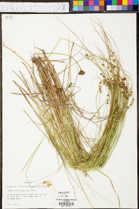 Carex atlantica subsp. atlantica image