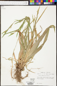 Carex albursina image