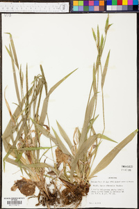 Carex albursina image