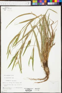 Carex albursina image