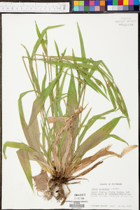 Carex albursina image