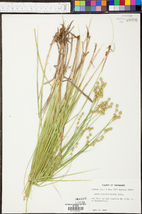 Carex albolutescens image