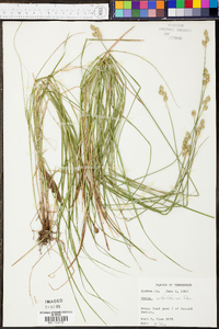 Carex albolutescens image