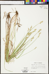 Carex albolutescens image