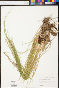 Carex albolutescens image