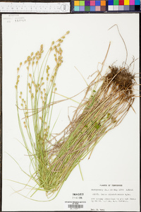 Carex albolutescens image