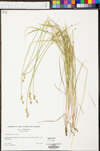 Carex albolutescens image