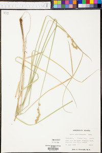 Carex albolutescens image