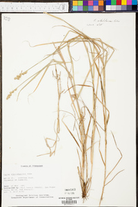 Carex albolutescens image