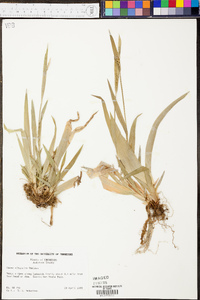 Carex albursina image