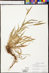 Carex albursina image