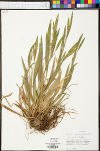 Carex albursina image