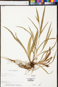 Carex albursina image