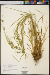 Carex corrugata image