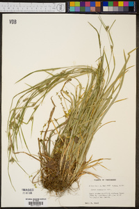 Carex corrugata image