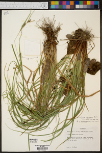 Carex corrugata image