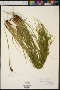 Carex corrugata image