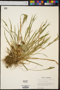 Carex crebriflora image