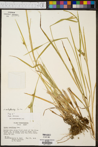 Carex crebriflora image