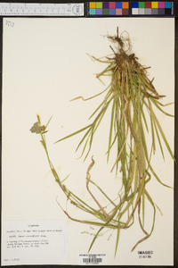 Carex crebriflora image