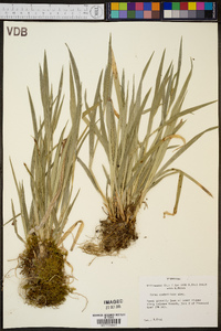 Carex crebriflora image