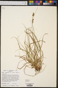 Carex complanata image