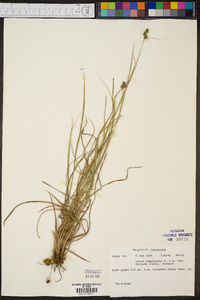 Carex complanata var. hirsuta image