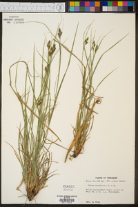 Carex complanata image