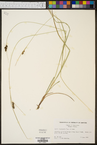 Carex complanata image