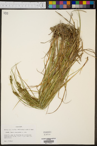 Carex complanata image