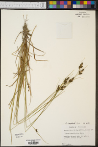 Carex complanata image