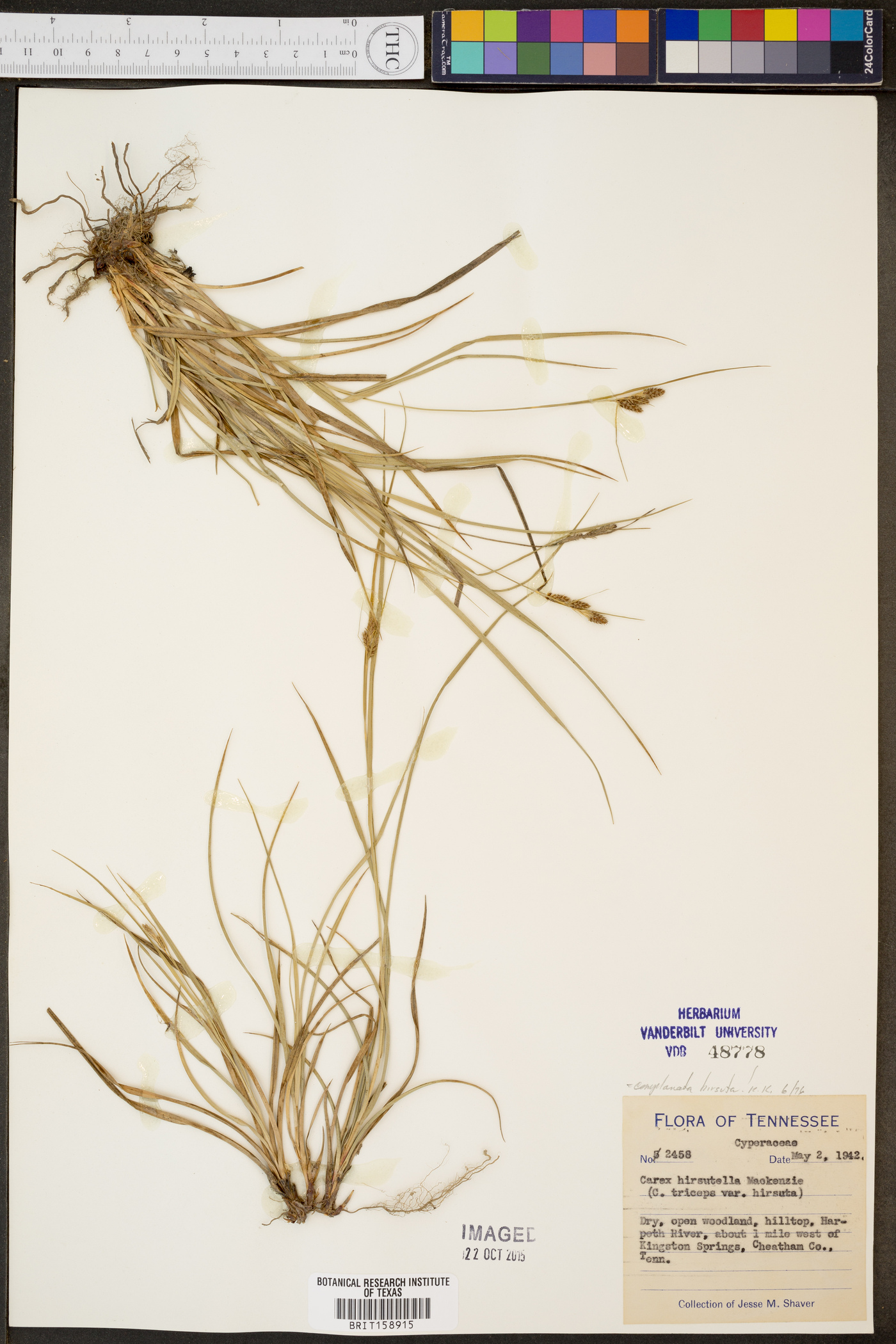 Carex hirsuta image