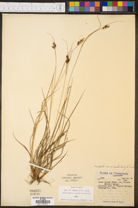 Carex complanata image