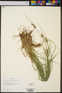 Carex complanata image