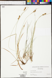 Carex bushii image