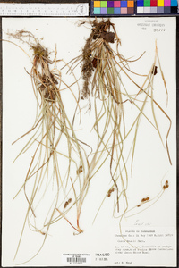 Carex bushii image